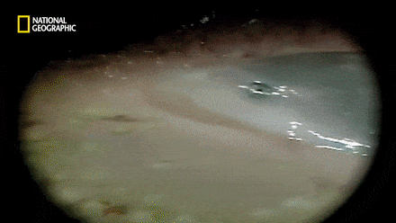 샌드타이거상어의 자궁 안에서 벌어지는 일.gif (혐오주의) | 인스티즈