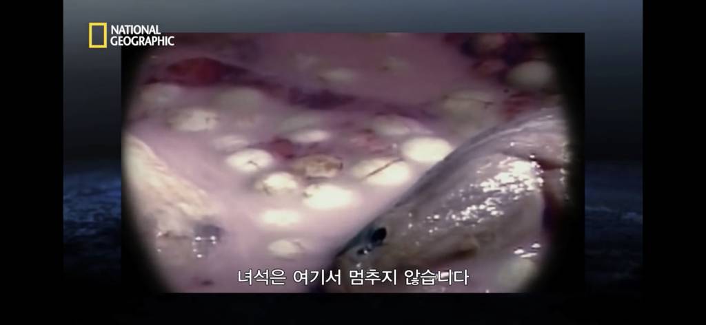 샌드타이거상어의 자궁 안에서 벌어지는 일.gif (혐오주의) | 인스티즈