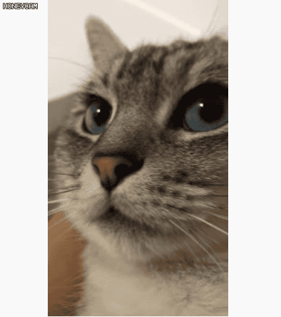 주인이 실수로 꼬리 밟아서 화난 고양이 | 인스티즈