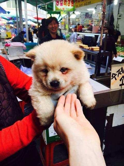 고양이한테 맞고 우는 댕댕이.jpg | 인스티즈