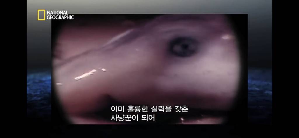 샌드타이거상어의 자궁 안에서 벌어지는 일.gif (혐오주의) | 인스티즈