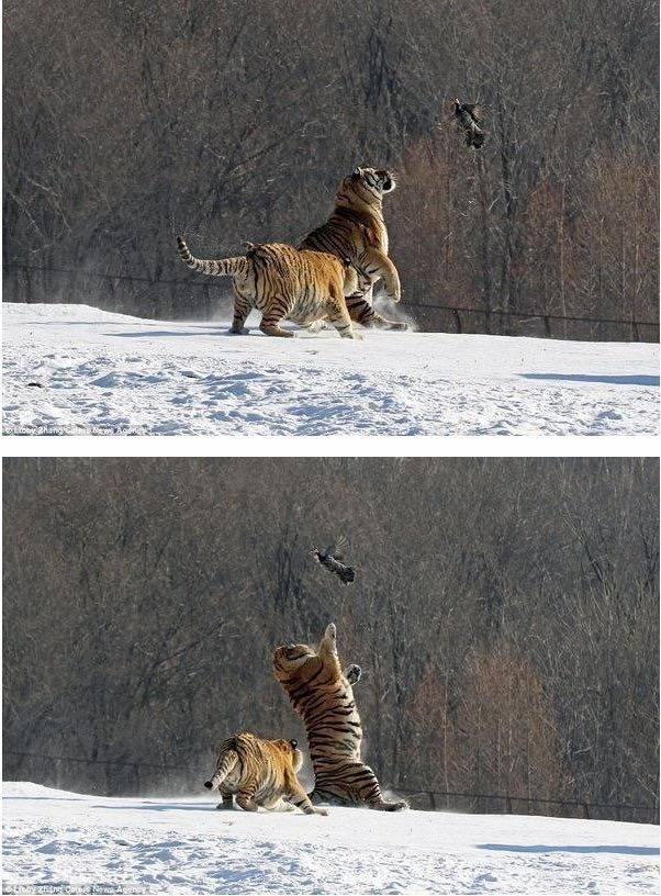 호냥이의 위엄 | 인스티즈