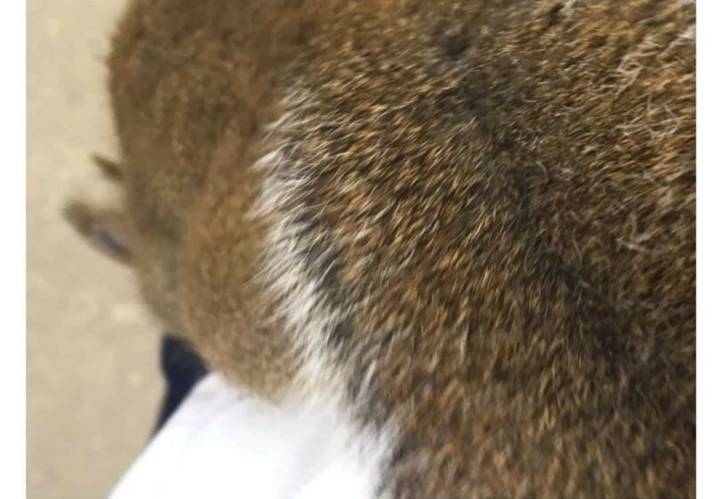 청설모한테 소매넣기당함 | 인스티즈