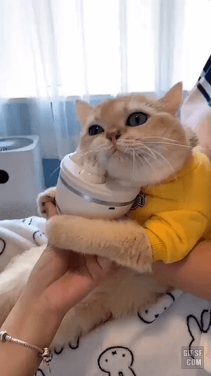 안마 받는 고양이.gif | 인스티즈