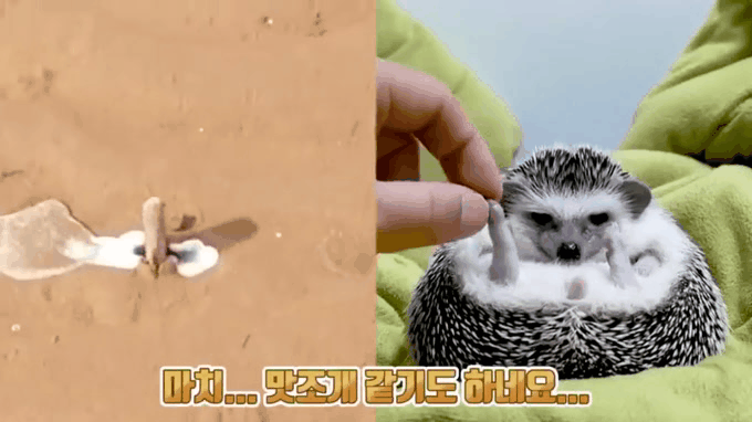 고슴도치 다리길이 | 인스티즈