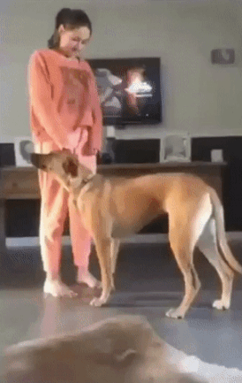 갑자기 쓰러지는 주인을 본 댕댕이 | 인스티즈