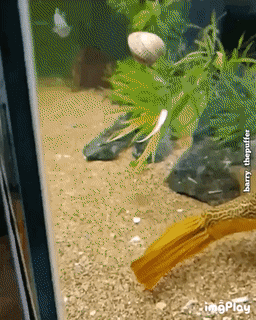 복어의 위험성 | 인스티즈