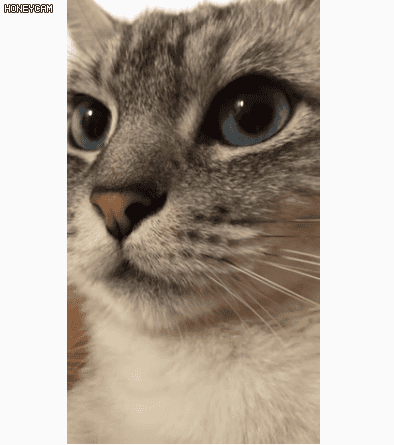 주인이 실수로 꼬리 밟아서 화난 고양이 | 인스티즈