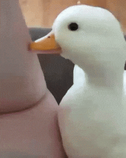 오리 새끼 | 인스티즈