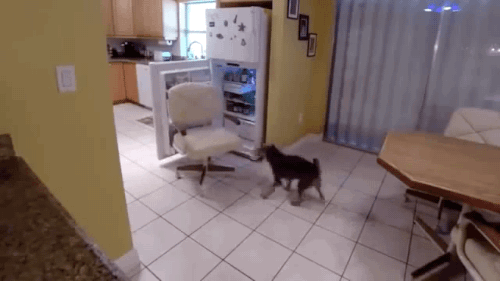 우리집 개가 혼자 냉장고를 열고 밥을 먹었다니깐? | 인스티즈