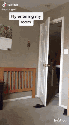 날파리가 내방에 들어올때 , 나갈때 .gif | 인스티즈