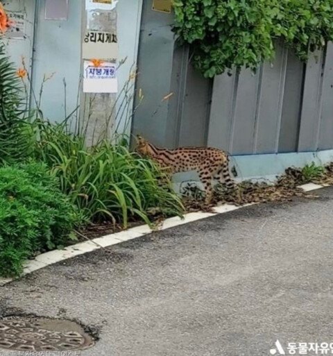 평택에서 길고양이 잡아먹고 다닌다는 사바나캣.jpg | 인스티즈