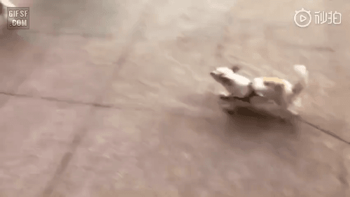 분노조절 강아지 완치 시켜주는 주인.gif | 인스티즈