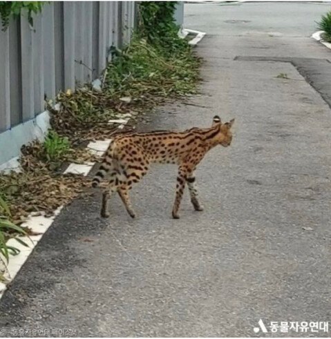 평택에서 길고양이 잡아먹고 다닌다는 사바나캣.jpg | 인스티즈