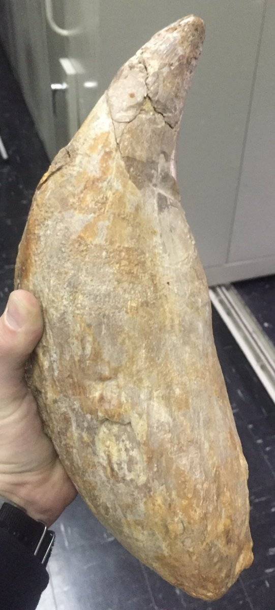 거대한 이빨 화석의 위엄 | 인스티즈