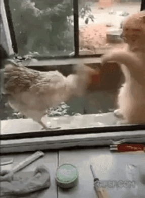 냥냥펀치 피하는 닭.gif | 인스티즈