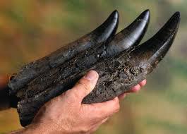 거대한 이빨 화석의 위엄 | 인스티즈