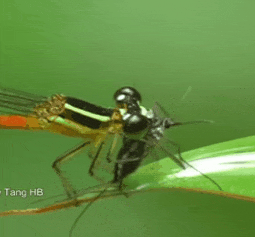 모기 잡아먹는 실잠자리.gif | 인스티즈