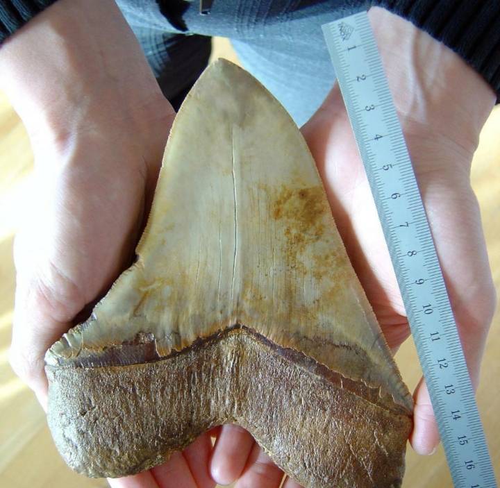 거대한 이빨 화석의 위엄 | 인스티즈