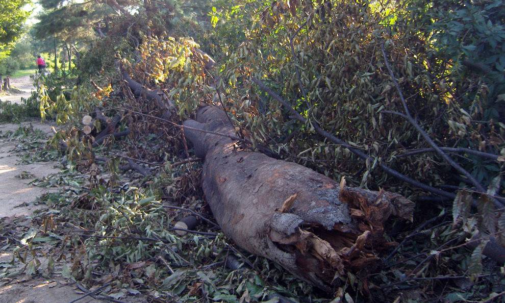 2010년 9월 태풍 곤파스.jpg | 인스티즈