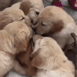 인절미들한테 둘러쌓인 고양이 | 인스티즈