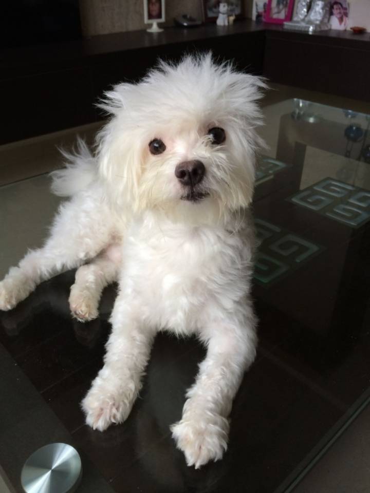 꼬말사모(꼬질꼬질 말티즈를 사랑하는 사람들의 모임) 모여라! | 인스티즈