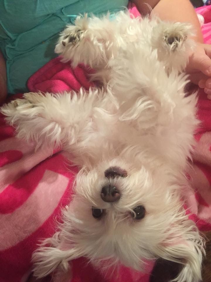 꼬말사모(꼬질꼬질 말티즈를 사랑하는 사람들의 모임) 모여라! | 인스티즈