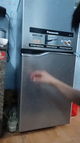 강아지들을 산채로 냉장고에 얼려버림.gif | 인스티즈