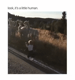 작은 인간을 본 데프트.gif | 인스티즈