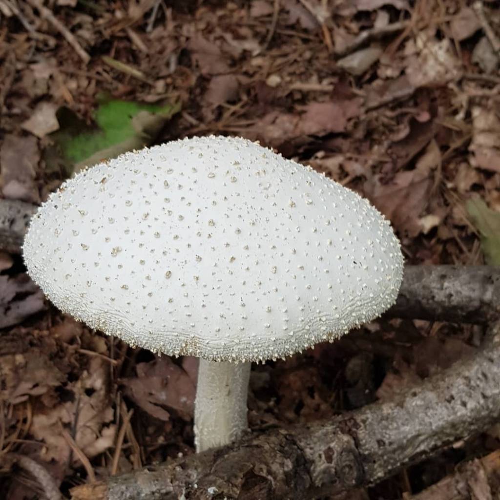 독버섯이다 vs 아니다 | 인스티즈