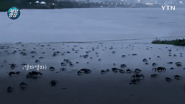 어제 YTN에 제보된 서울시민 영상 gif | 인스티즈