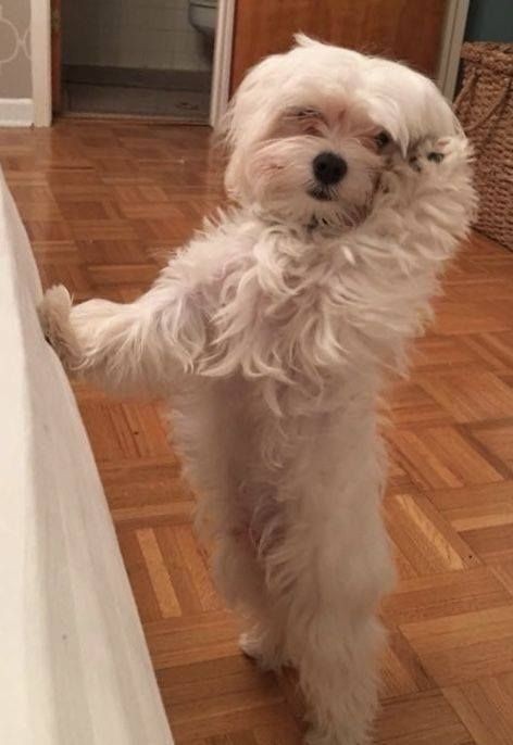 꼬말사모(꼬질꼬질 말티즈를 사랑하는 사람들의 모임) 모여라! | 인스티즈