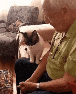 고양이가 영물이라 불리는 이유.....gif | 인스티즈