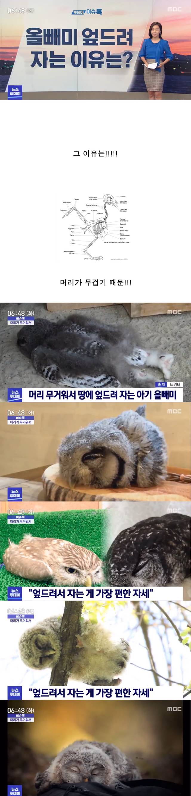 올빼미가 엎드려 자는 이유 | 인스티즈