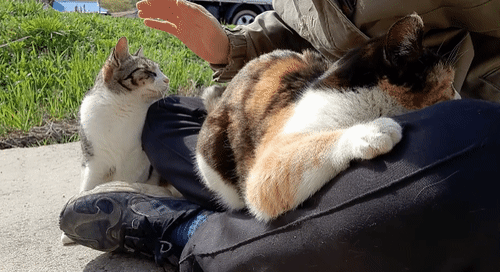 대놓고 광고인데 자꾸 보는 고양이 영상 | 인스티즈