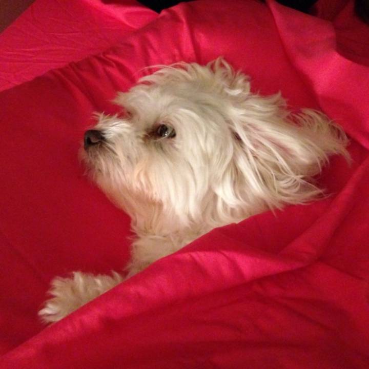 꼬말사모(꼬질꼬질 말티즈를 사랑하는 사람들의 모임) 모여라! | 인스티즈