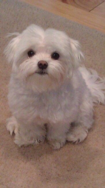 꼬말사모(꼬질꼬질 말티즈를 사랑하는 사람들의 모임) 모여라! | 인스티즈