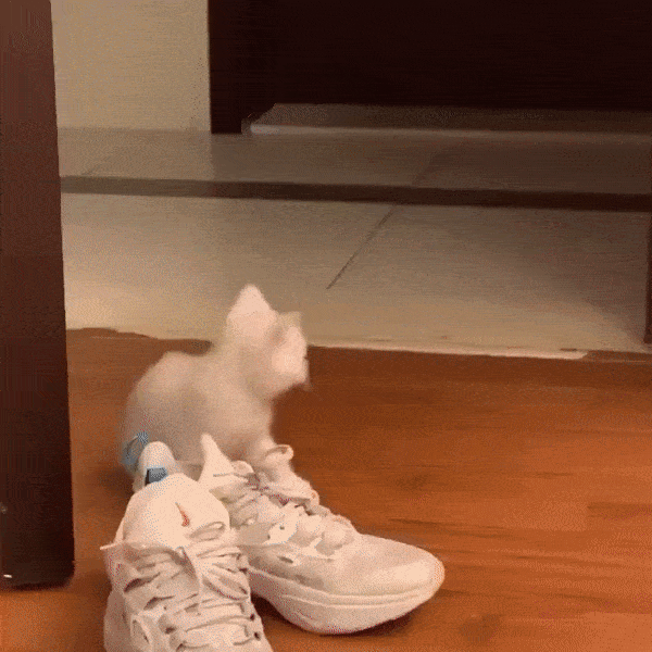 고양이가 영물이라 불리는 이유.....gif | 인스티즈