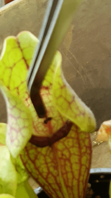 디시 기갤러리의 고문 기술자들.gif (혐오주의) | 인스티즈