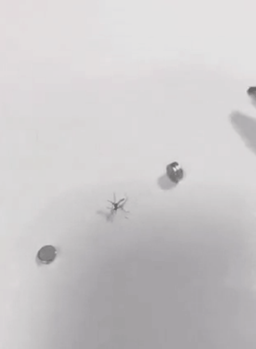 손안대고 모기 잡는 방법 | 인스티즈