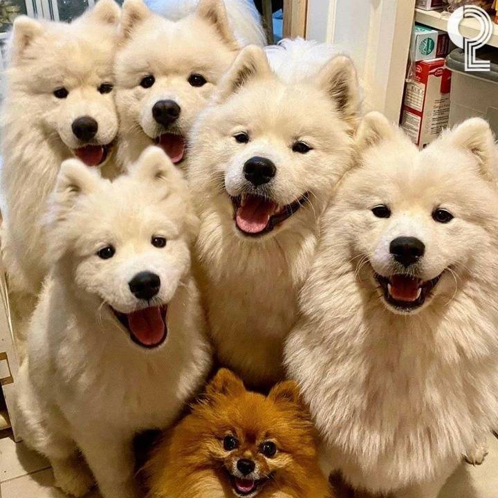 사모예드들 사이에있는 포메 | 인스티즈