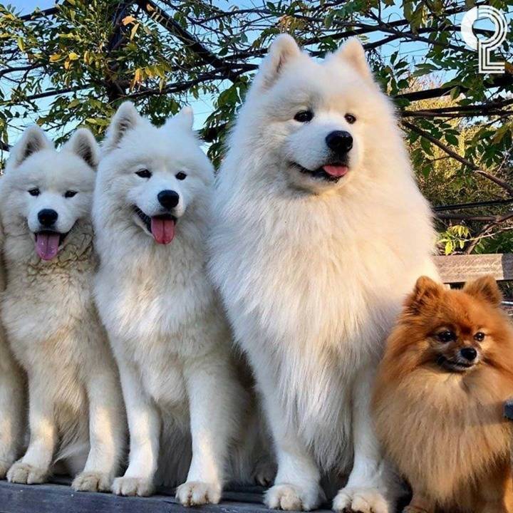 사모예드들 사이에있는 포메 | 인스티즈