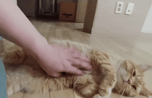 고양이, 함부로 만지면 안되는 이유? | 인스티즈