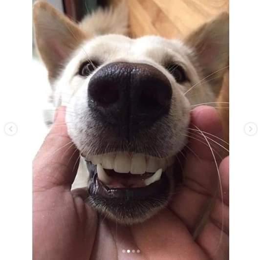 할아버지 틀니 훔친 댕댕이 .jpg | 인스티즈