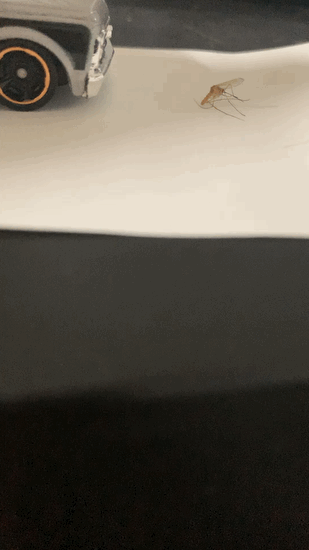 디시 기갤러리의 고문 기술자들.gif (혐오주의) | 인스티즈