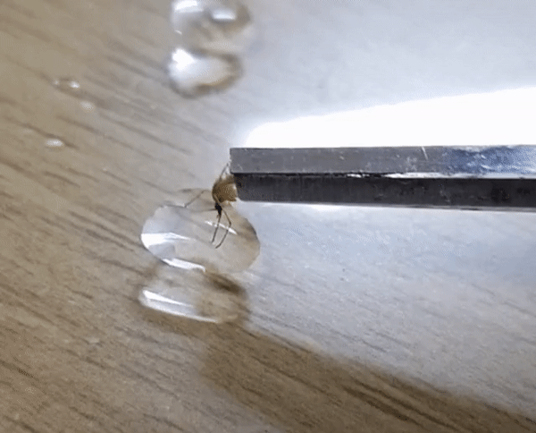 디시 기갤러리의 고문 기술자들.gif (혐오주의) | 인스티즈