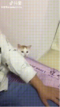 집사품이 좋은 고양이.gif | 인스티즈