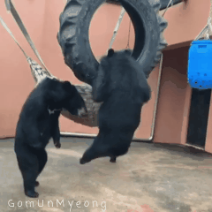 구조되어 청주동물원으로 옮겨진 곰돌이들 | 인스티즈