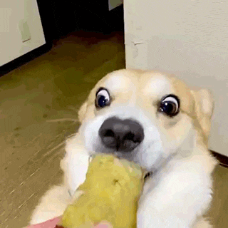 고구마를 너무 좋아하는 댕댕이 | 인스티즈