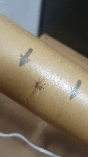 디시 기갤러리의 고문 기술자들.gif (혐오주의) | 인스티즈